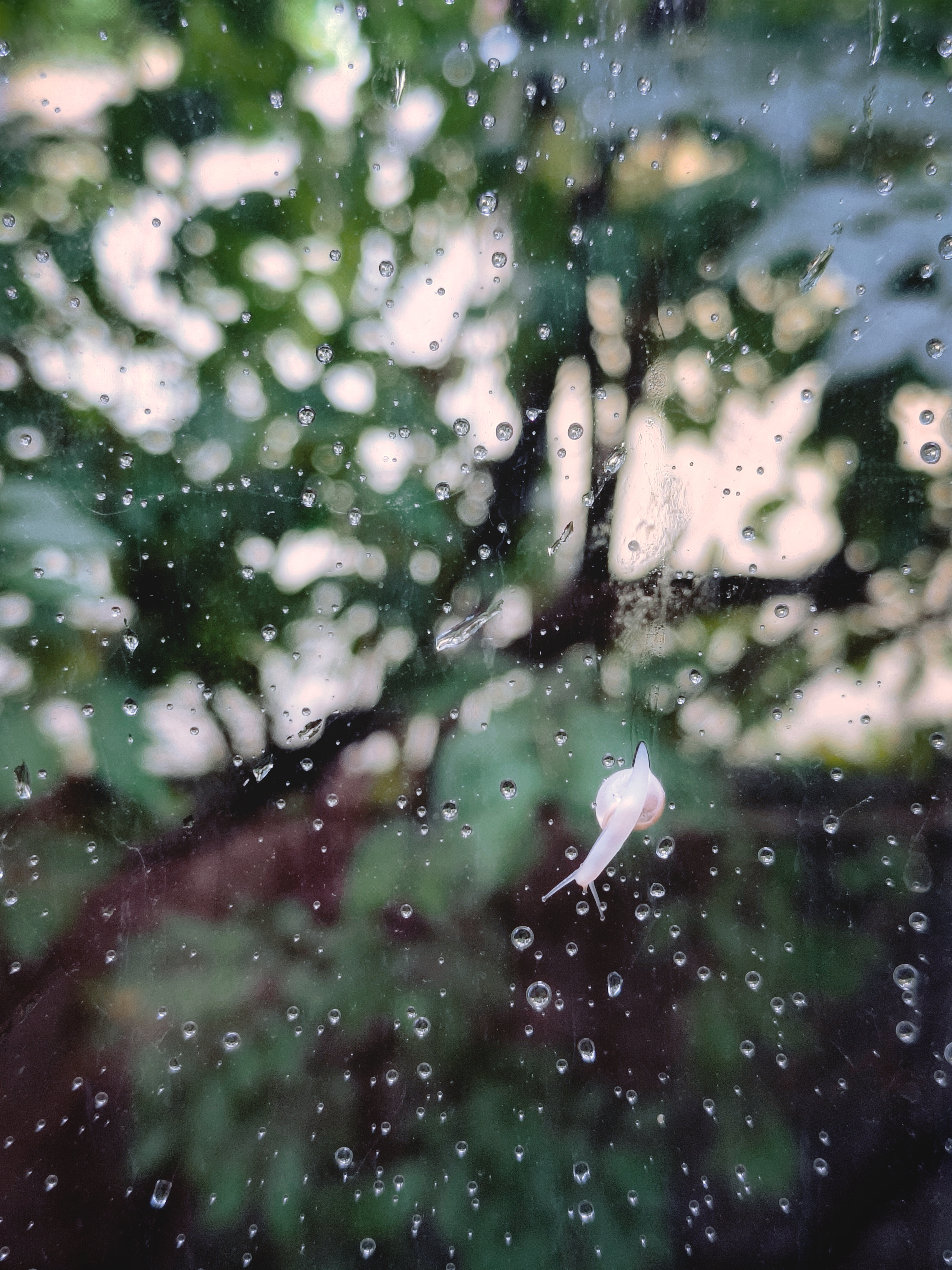 急雨过后，窗外冒出来一只可爱小朋友🐌 