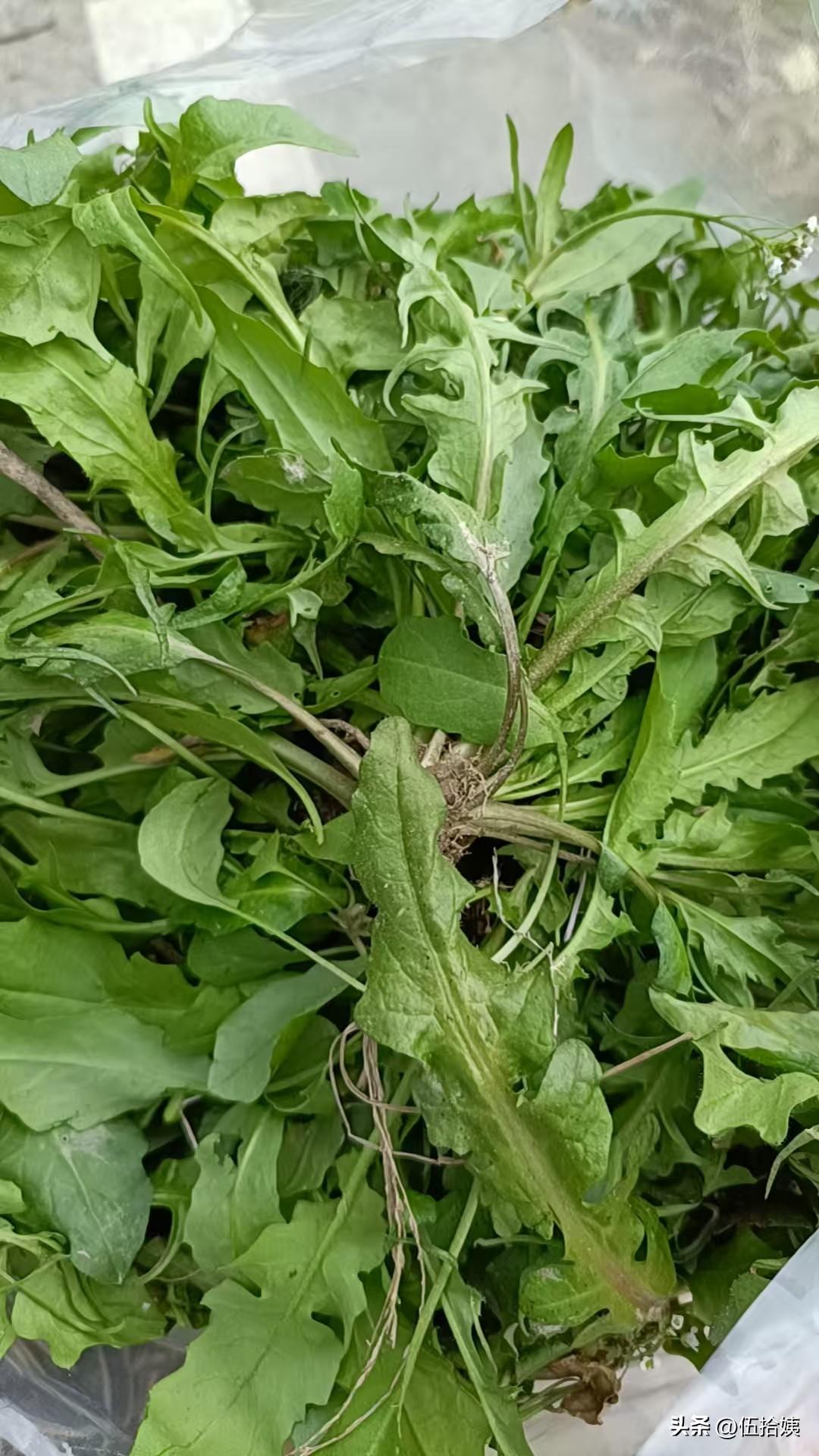 朋友约着一起出去野钓，鱼鳞都没看见一个[黑线]
女同志们没闲着，挖野菜，舍不得走