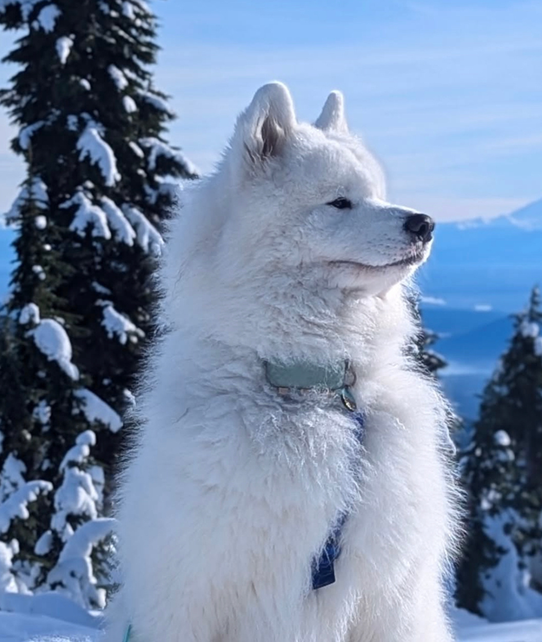 我是一座巍峨的雪山耶 