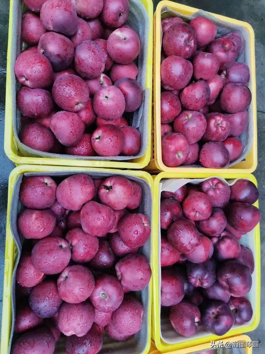 🍎天水花牛苹果｜果园现摘，新鲜下树！
甘肃天水高原产地，充足日照、昼夜温差大，