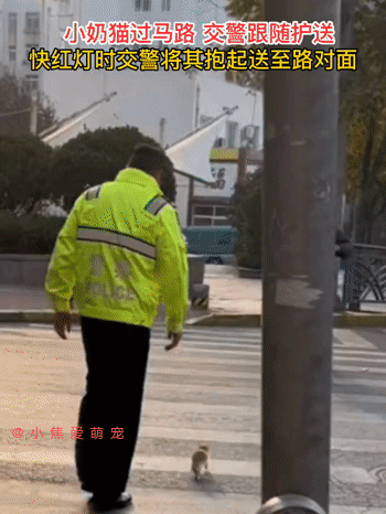 一只小猫咪过马路，交警跟随护送，快红灯时交警将其抱起送到马路对面，看到这一幕真的