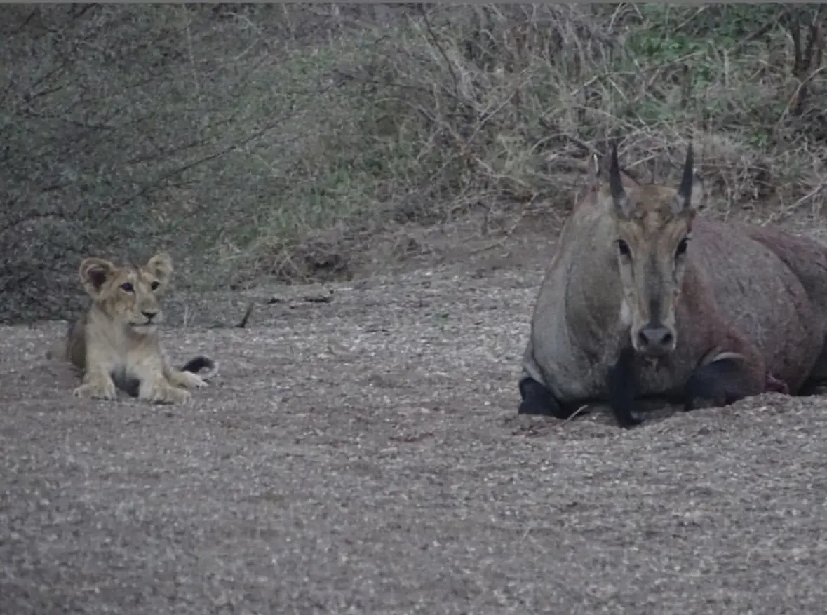 麻麻这是我交的新朋友。