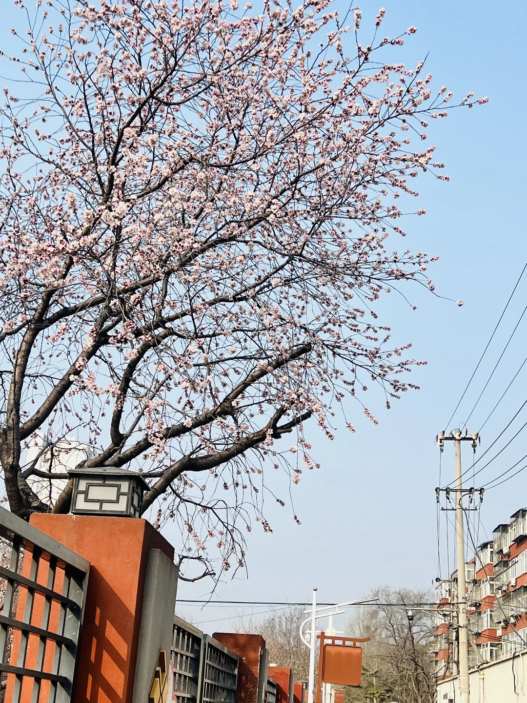 3.7实拍📸十里堡花开🌸北京最美春季开启