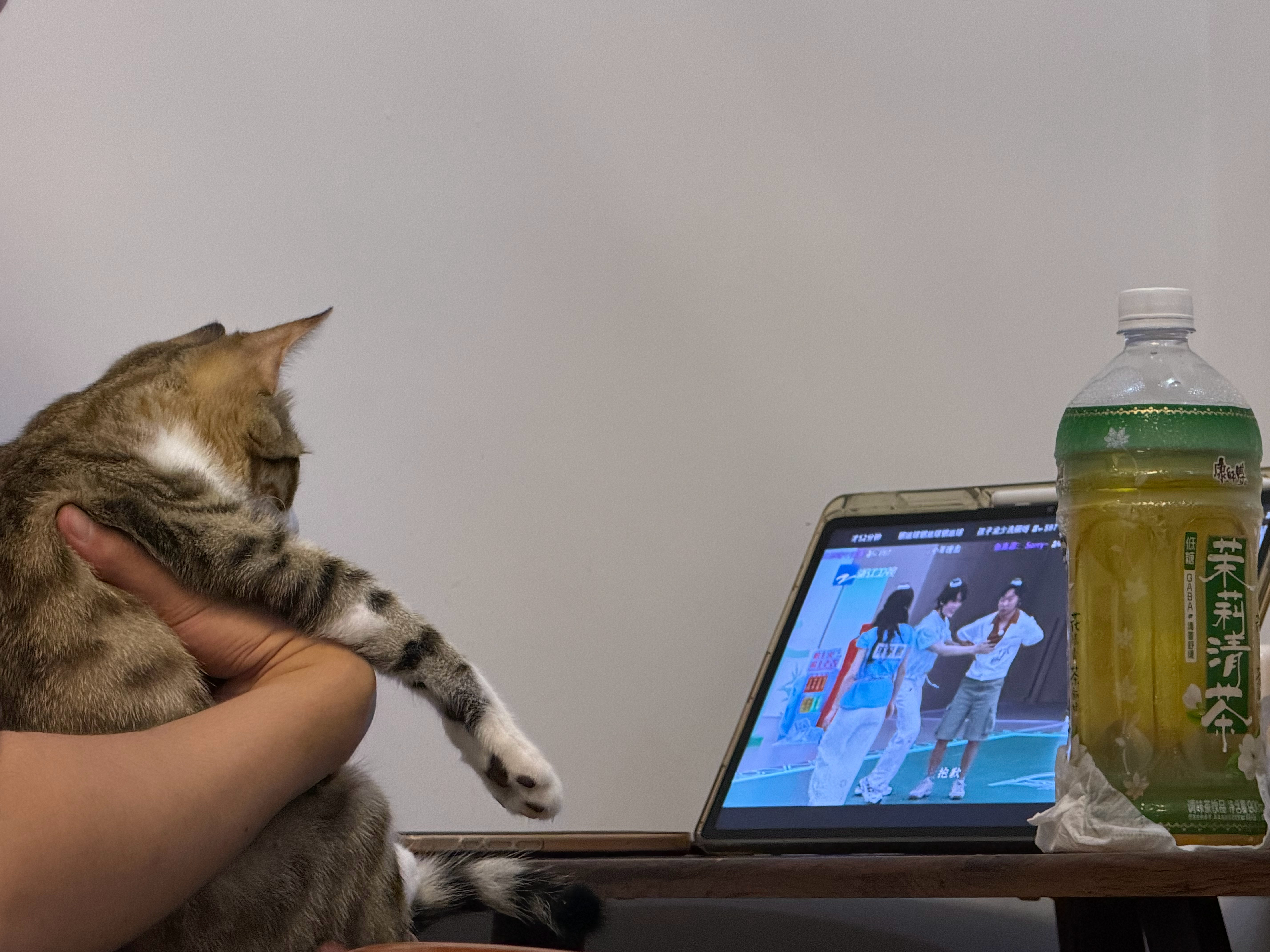 某人就这样抱着猫看了好久的跑男，猫主打一个配合。 