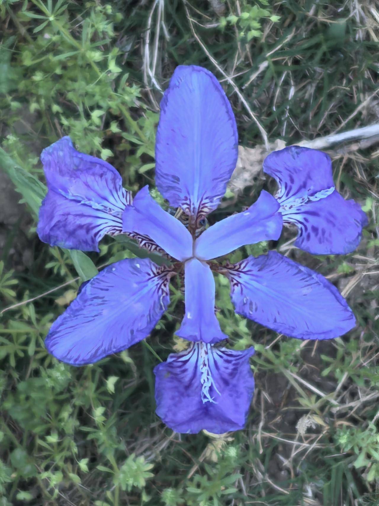 分享一张花的照片