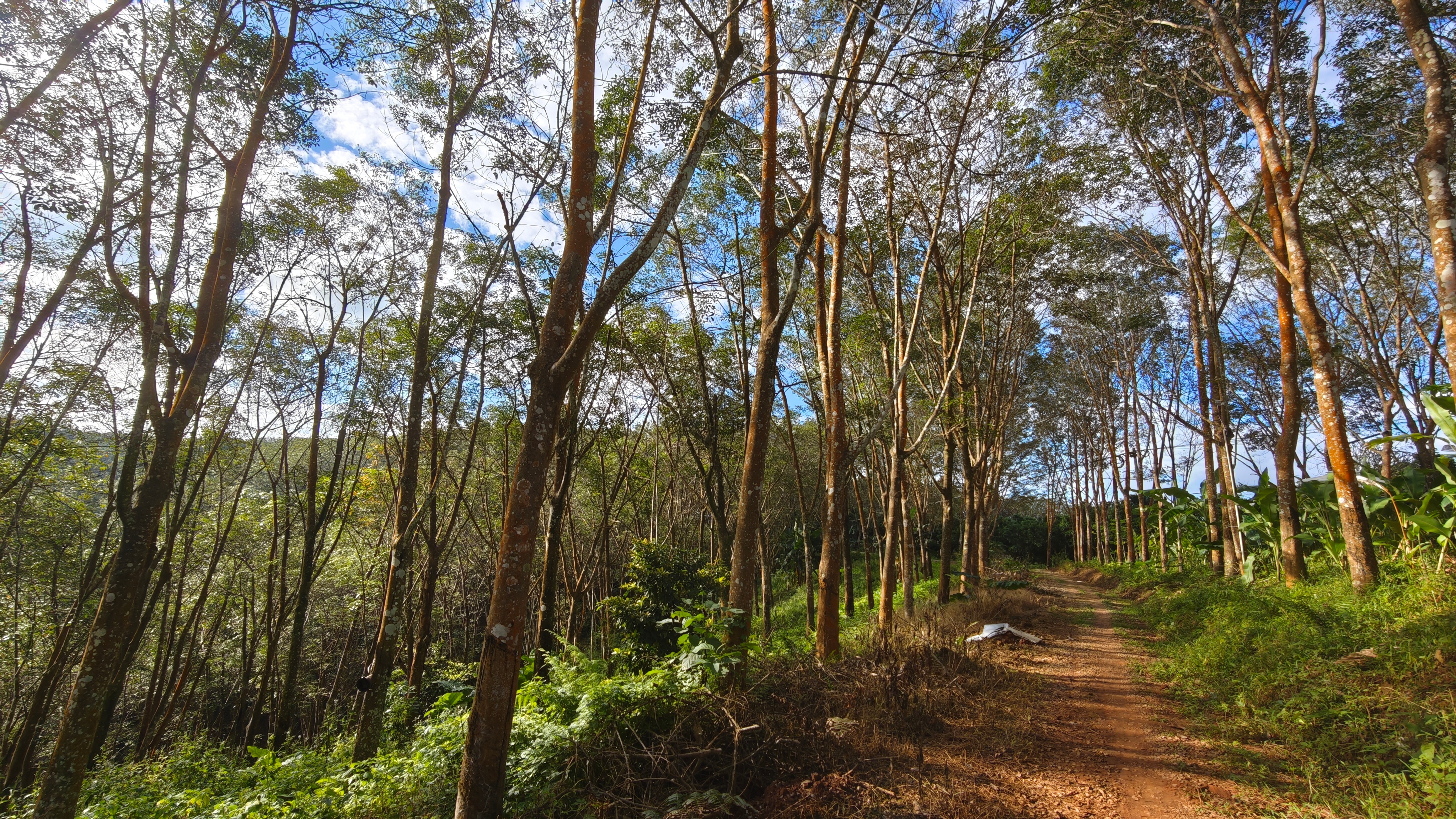 这一片都是橡胶树，我一直以为橡胶树挺大一株，原来这么细。 
