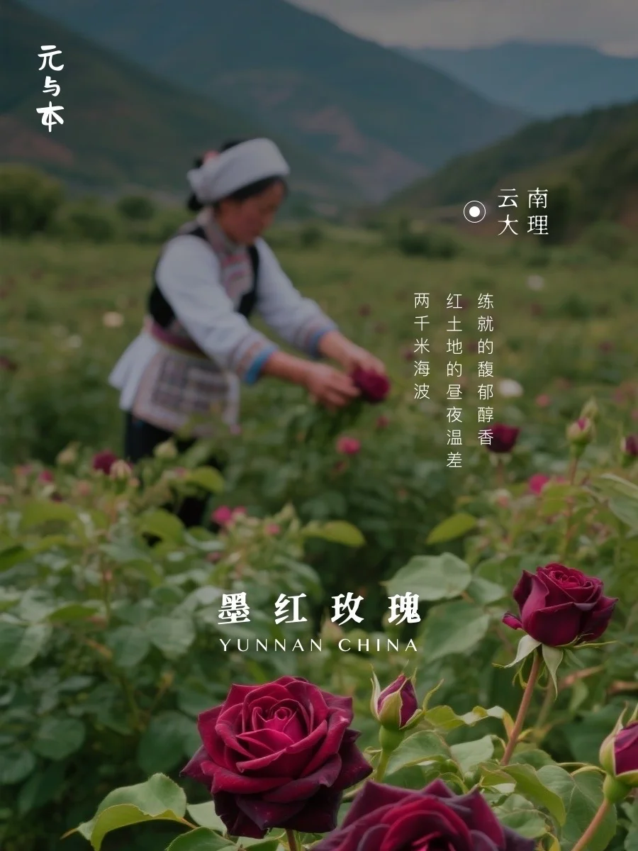 闲来无事，喝杯墨红玫瑰花茶｜高原头茬玫瑰