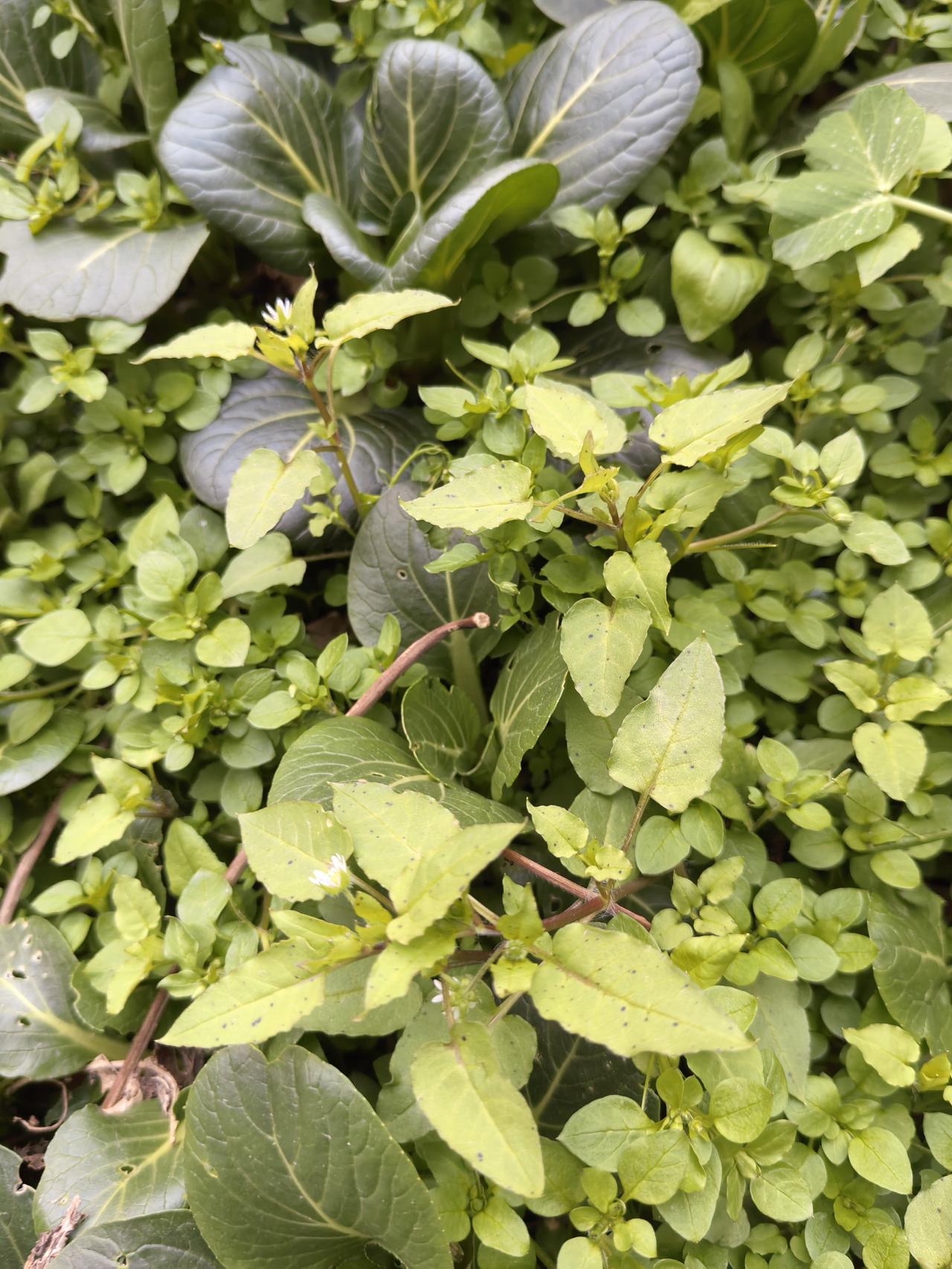 在菜园里劳动，发现了这种草，说可以当野菜吃。但也有人说，吃是可以吃，就是吃了会拉