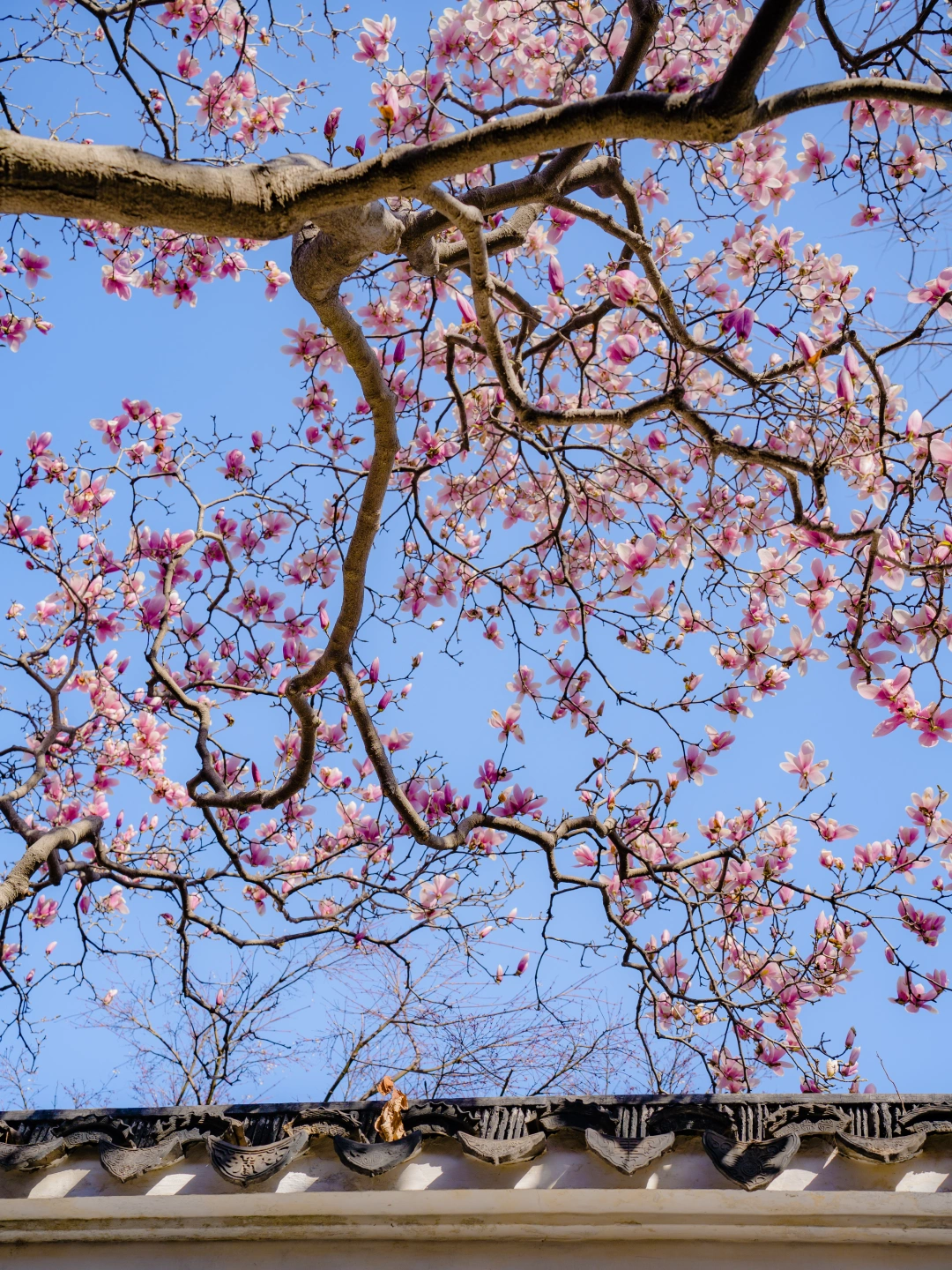 如果春天有代表作，那一定是网师园的粉玉兰