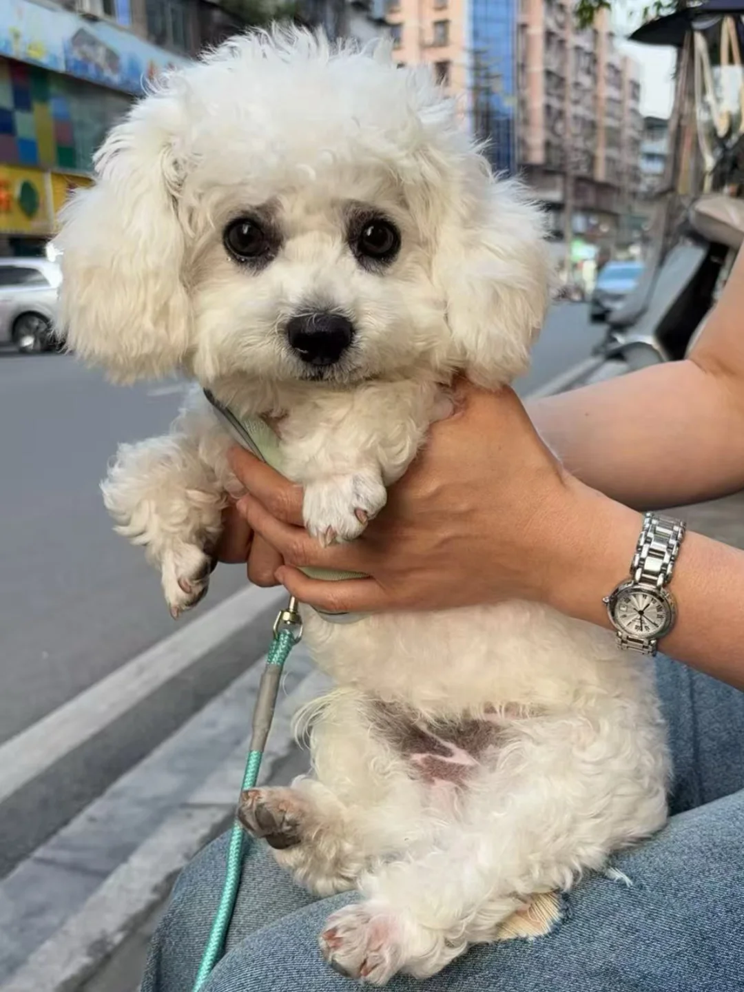 我姐的狗看起来好纯良
