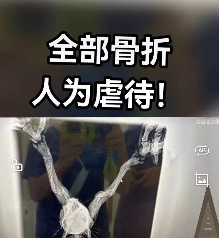 近日上海浦东一小区惊现两只被虐待后遗弃的猫，被扔在了炎炎烈日之下！四肢全部人为骨