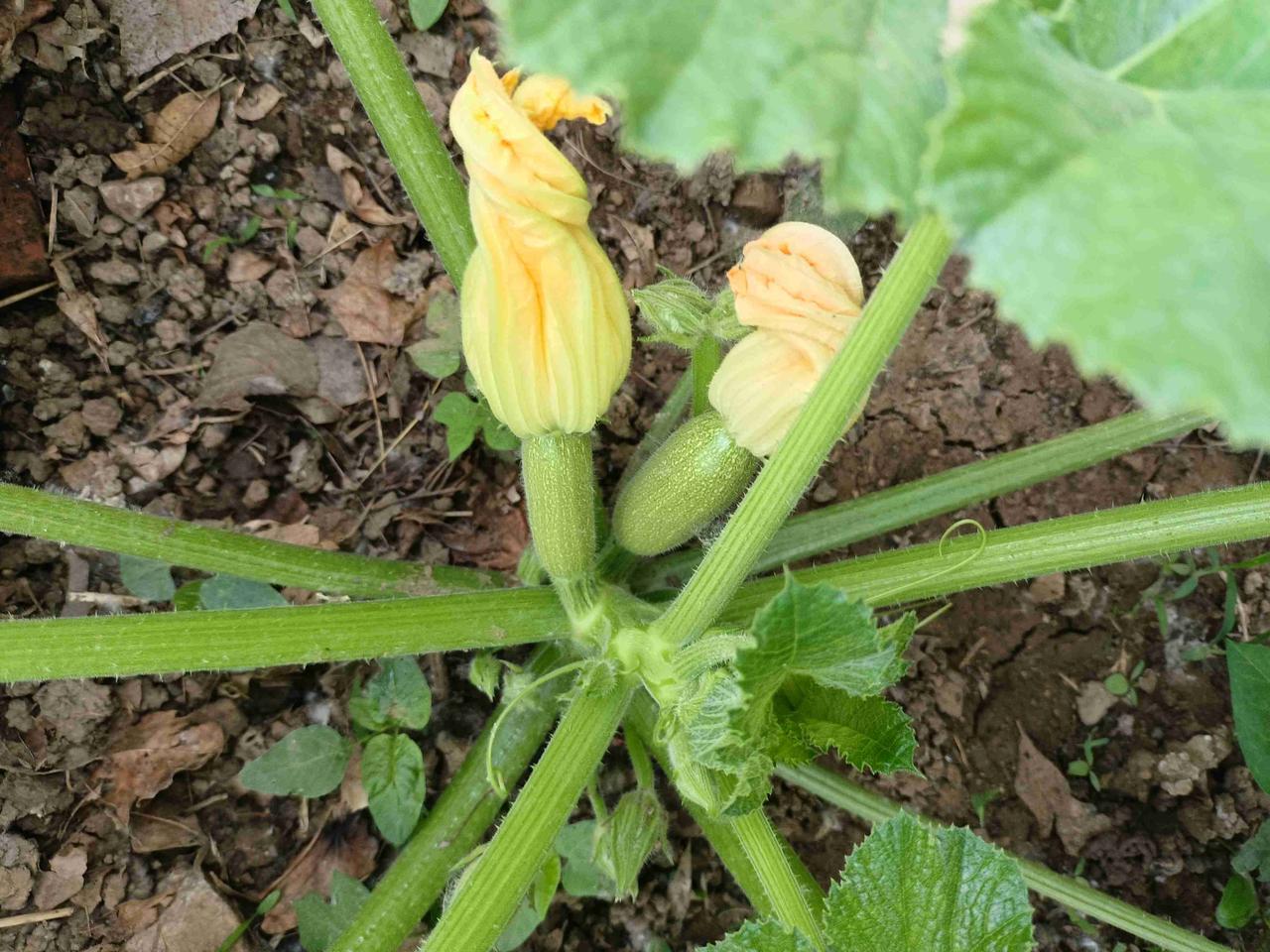 我家的西葫芦已经长出小瓜了，花还没有开，先长瓜，后开花。

今年种的西葫芦也不少