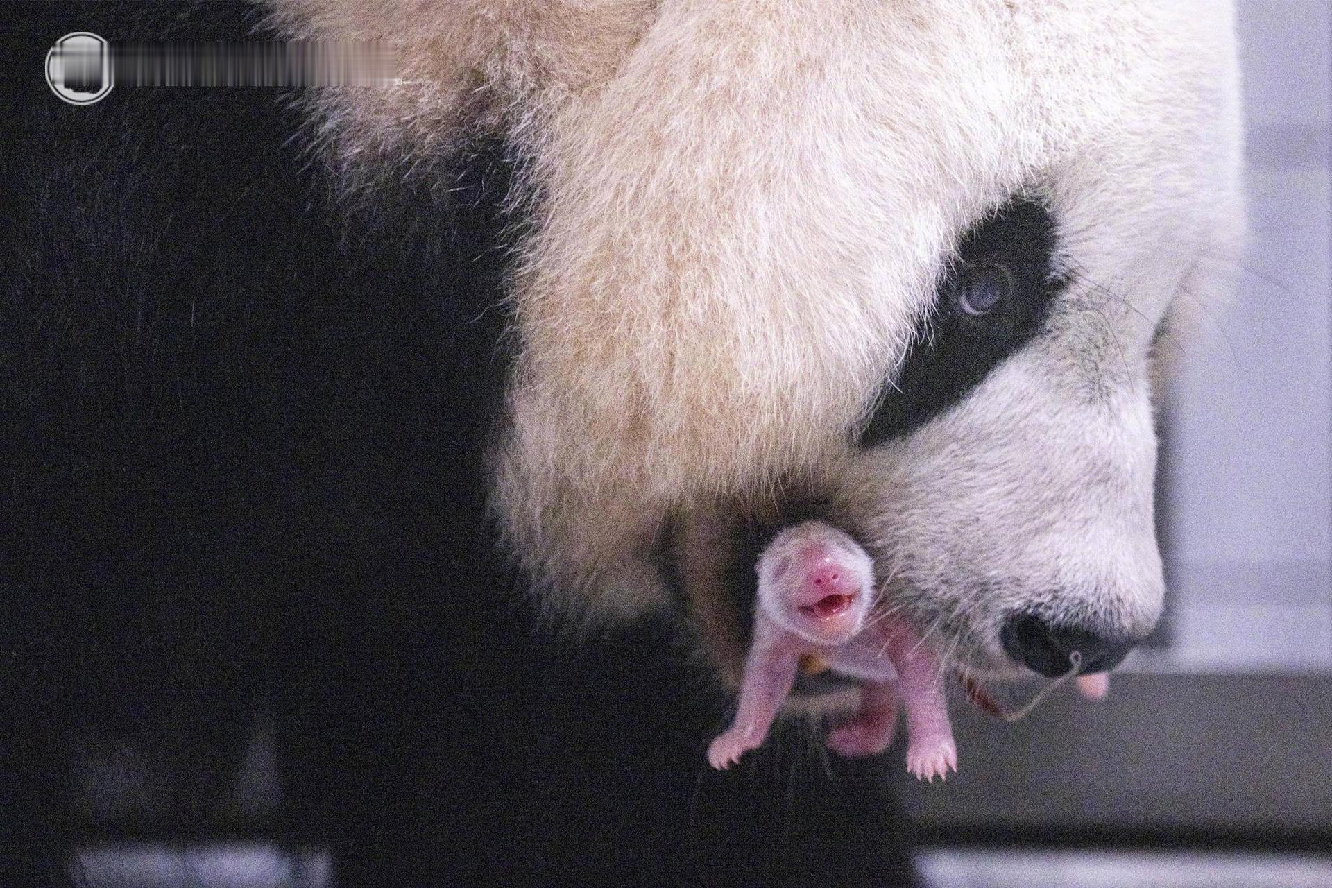 【报喜啦✌️“宝家族”成员再+1！福宝的第三个妹妹出生啦】据消息，当地时间6月3