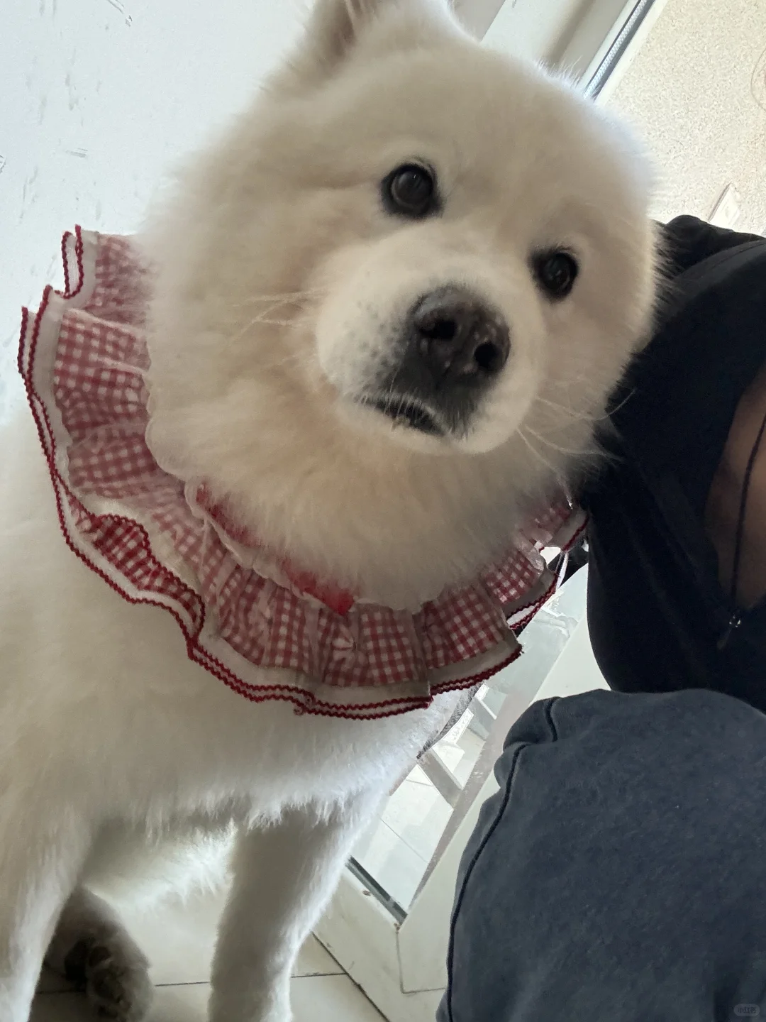我和我的猪咪天下第一好
