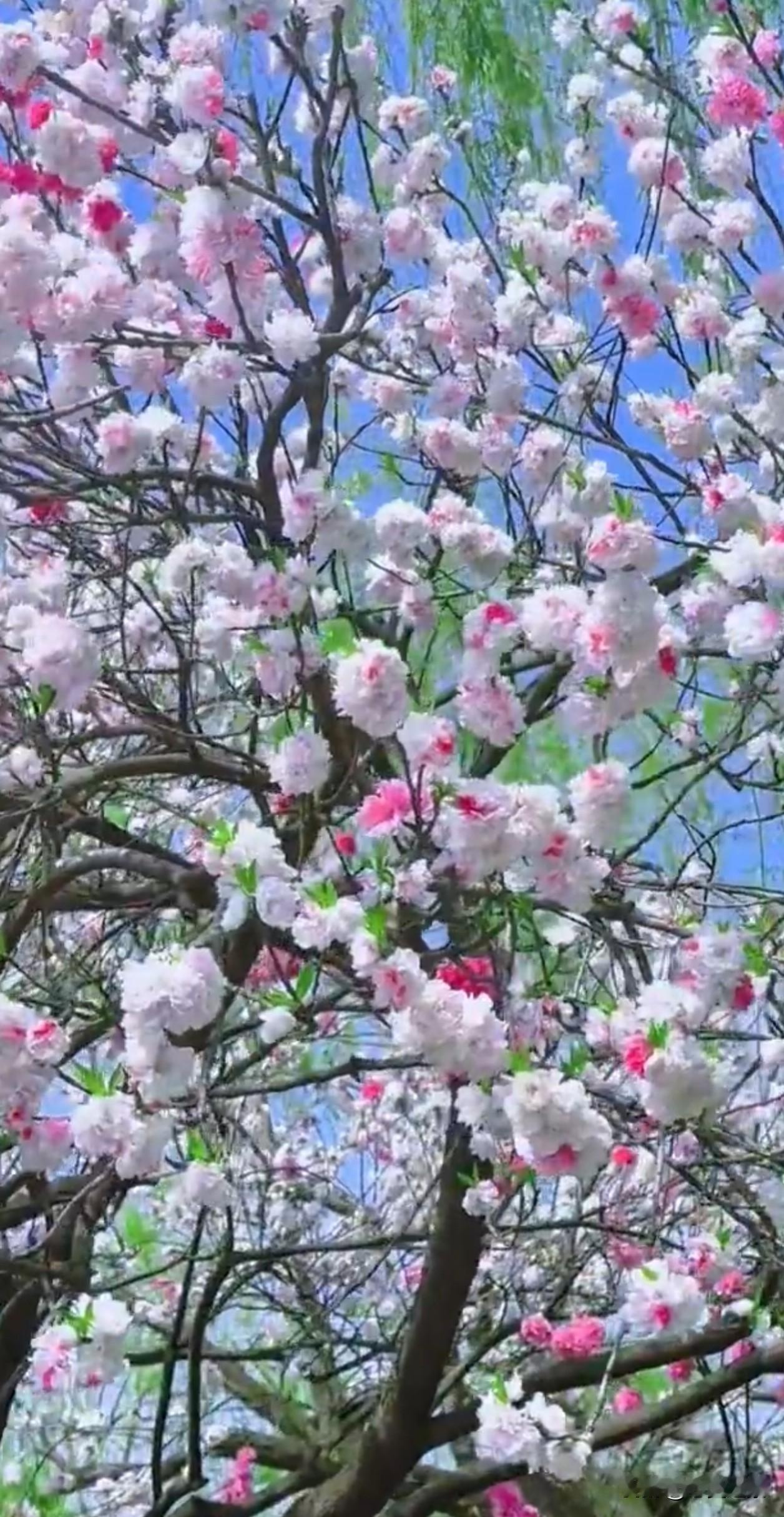 满树碧桃在晴光里热烈盛放，粉白嫣红交织的花瓣缀满枝桠，在澄澈蓝天的映衬下，把春日