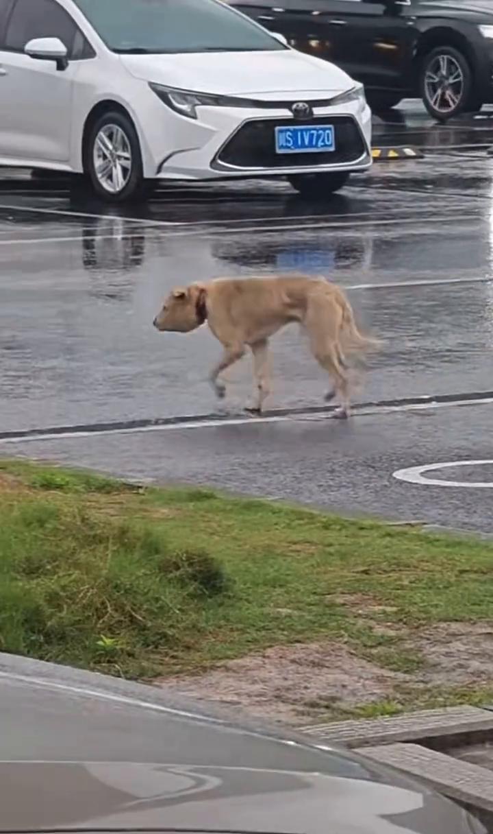 服务区遇到一只脖子被铁丝缠绕的狗狗，它脑袋肿的非常大，不敢让人靠近。人类伤它太深