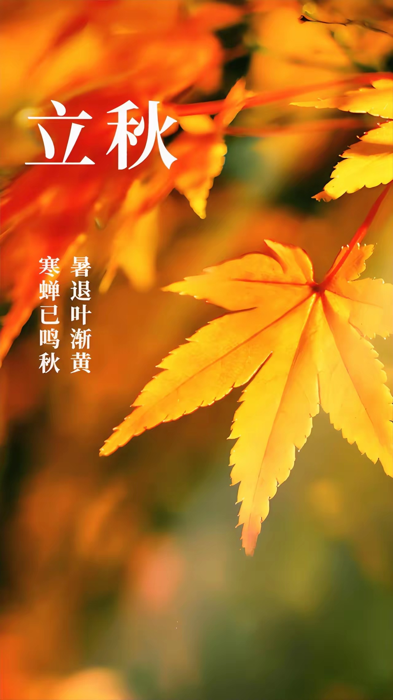 立秋8月7日傍晚7:42，“闭眼秋”撞上“秋包伏”——老话一句“热死牛”，这秋老