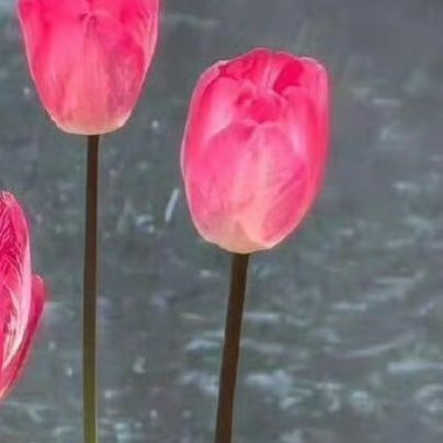 每日一善阳光‎信用 生活从来没有捷径，别人为了梦想默默耕耘，只是你没看到而已。停