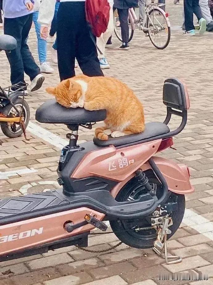 因为一口吃的，[流泪]猫猫便为你守了一夜的车。