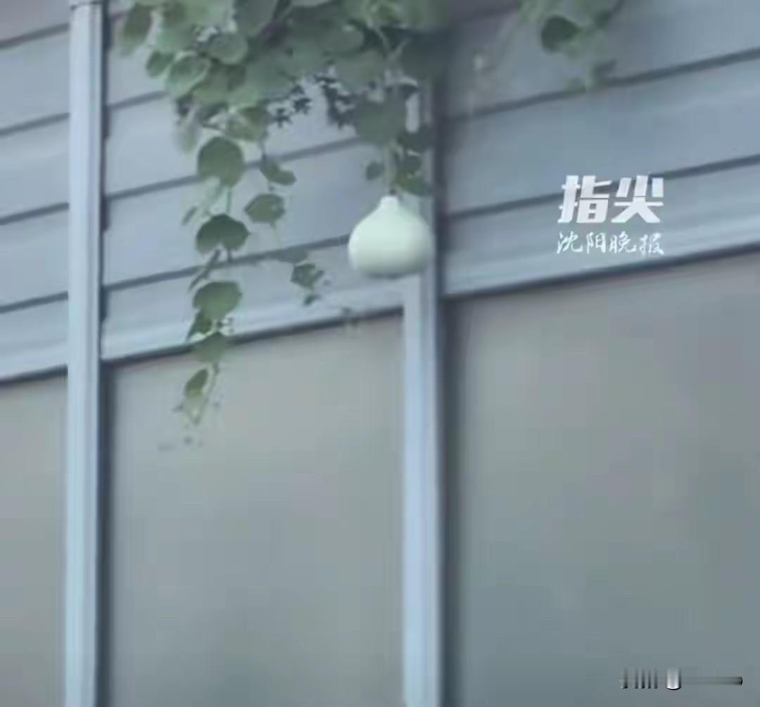 沈阳二环那个网红大葫芦，到底还是没保住！真有你的，大半夜不睡觉，两口子开车跑去摘