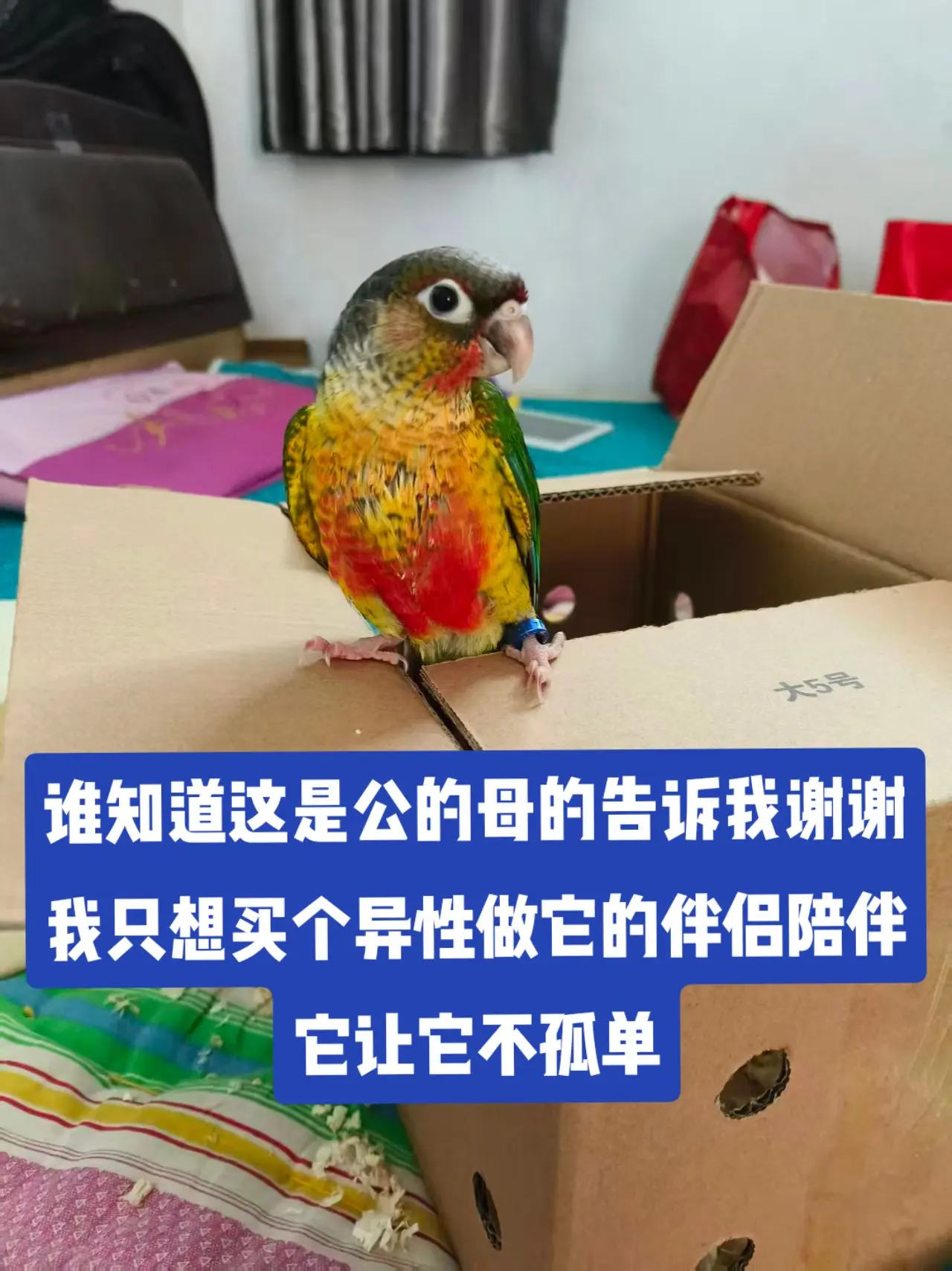 鹦鹉怎样分辨公母。谁知道这是公的母的告诉我一声谢谢，我只想再买个异性做...