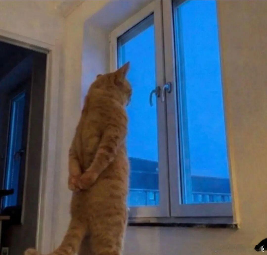 小猫渐渐变成了老登 