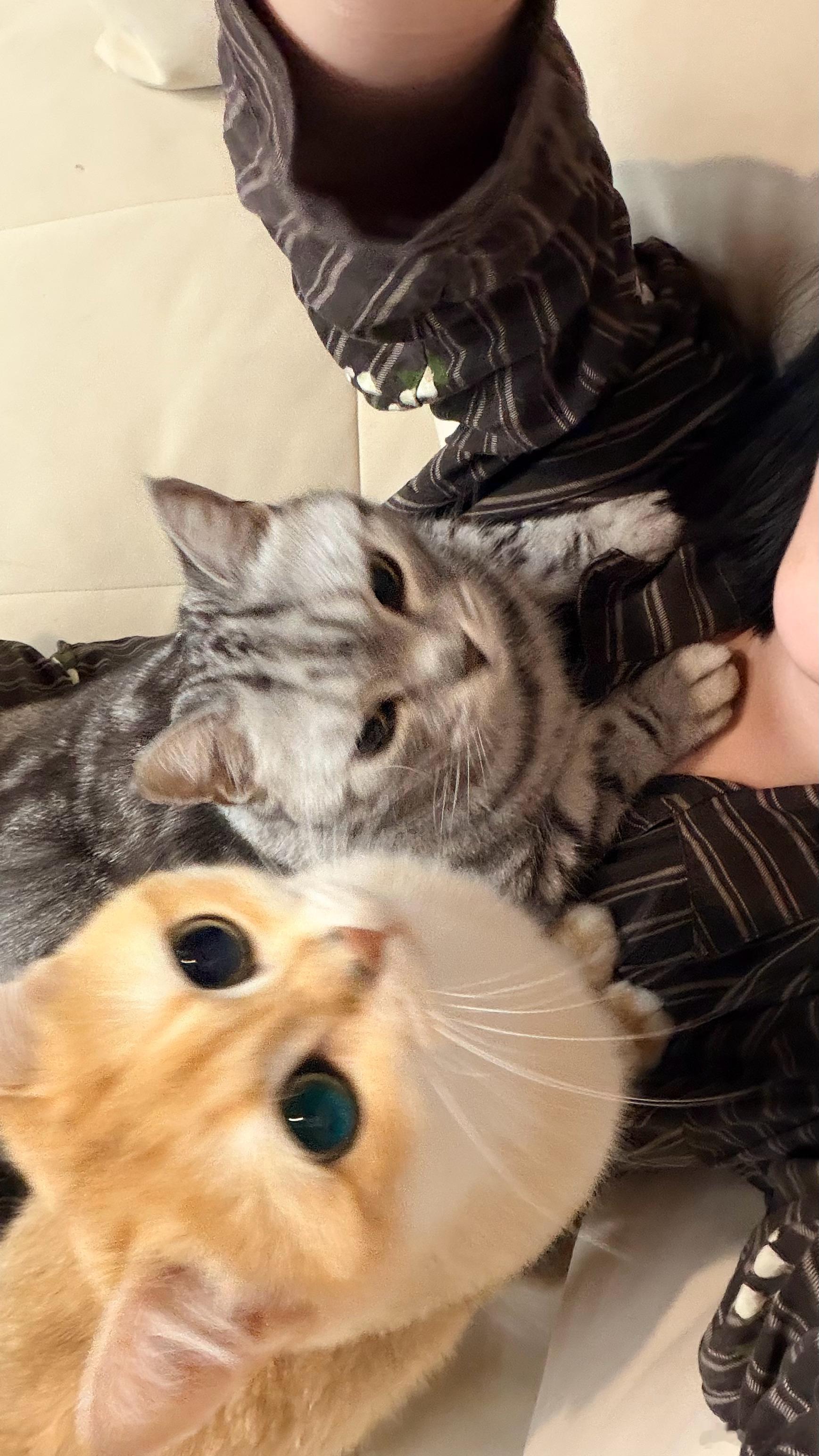逗猫遛狗 ​​​
