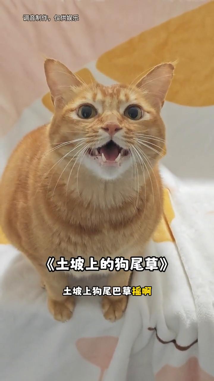 包子，来唱歌啦。
来咯。
《土坡上的狗尾草》。
土坡上狗尾巴草摇啊摇得人眼泪掉。