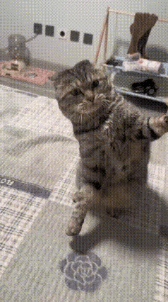 一身反骨的狸花猫[黑线]