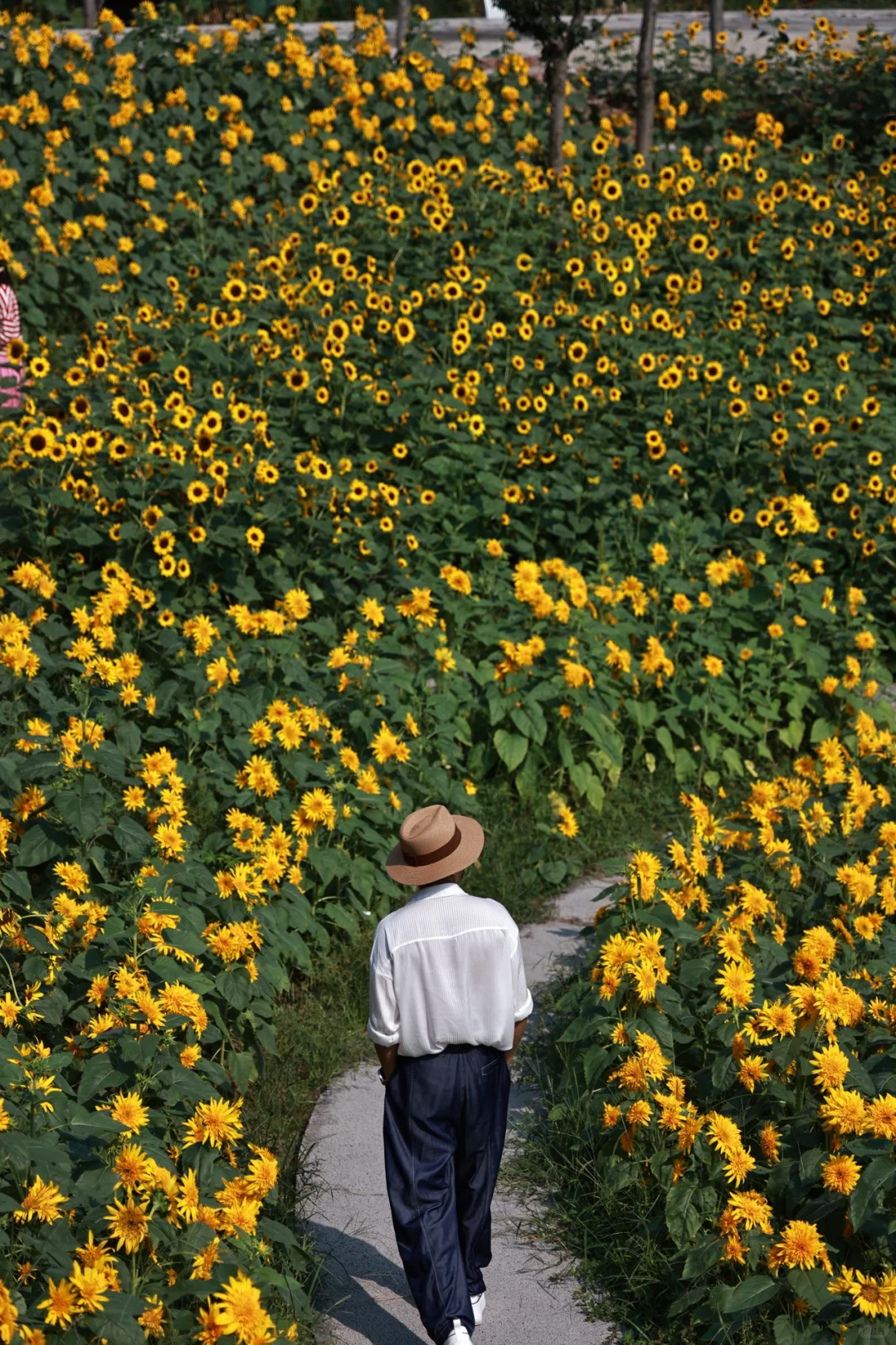 🌼漫步莫奈花园，邂逅梦幻向日葵花海🌈❤️