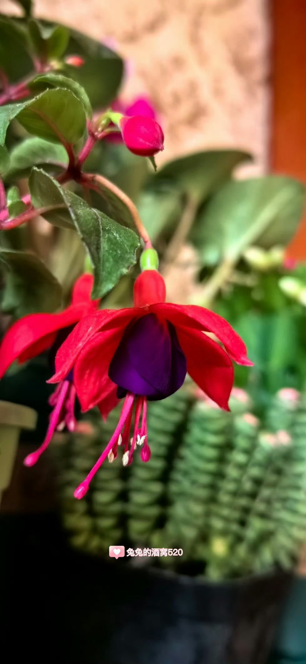 新年送你一朵小红花   🌺🌈🌺🌈🌺🌈🌺🌈🌺🌈🌺🌈🌺🌈