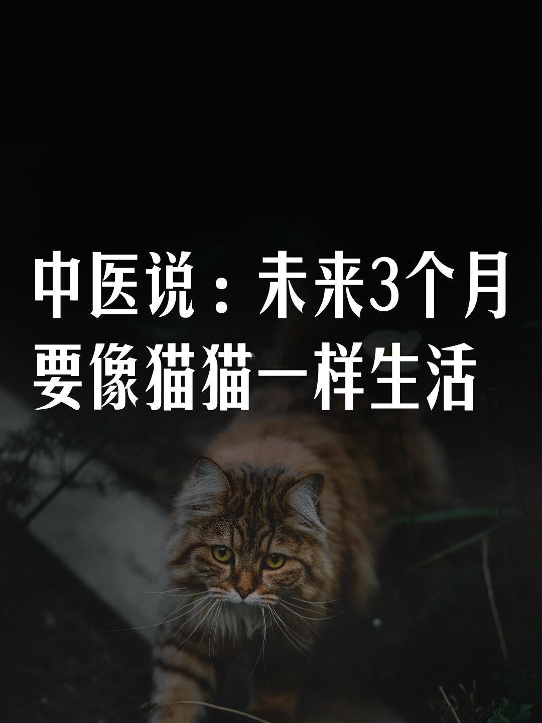 中医说：未来3个月，要像猫猫一样生活