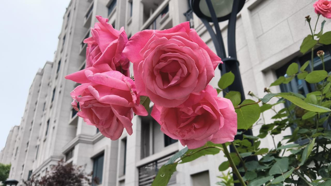 美伊又要谈了？
根据今天早上的最新消息，白宫发言人昨晚莱维特放风说，美国首席谈判