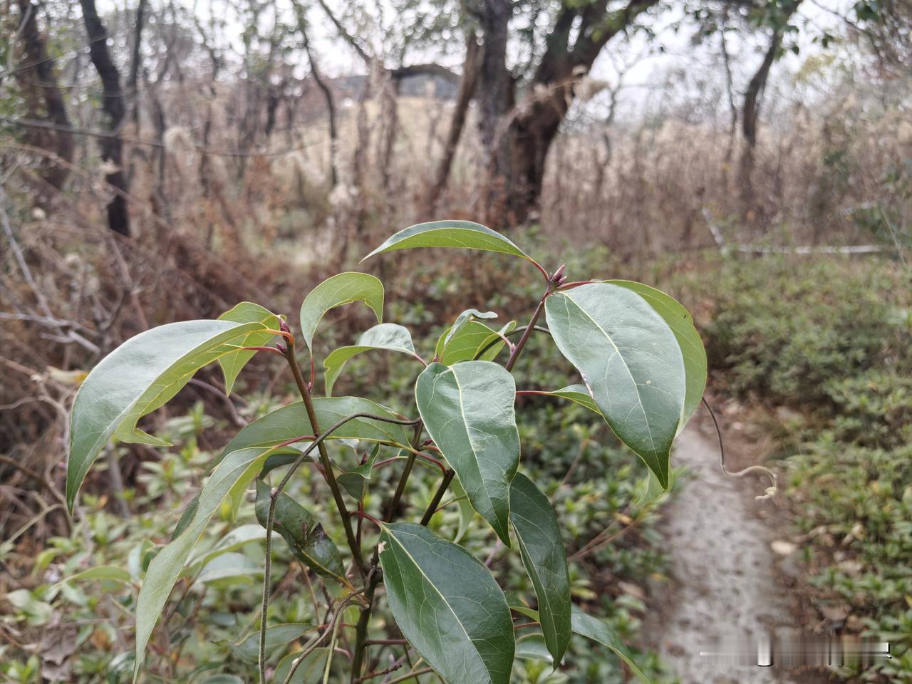 一觉醒来，做了个特别清晰的梦，说是和曾经的一位老友见面了。

啊呀！真是好久不见