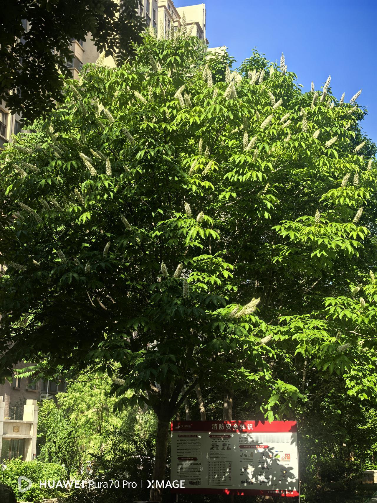 洛阳这千年菩提树我怎么看着像是七叶树，和我们小区里的那棵七叶树相似！拍了几张图片