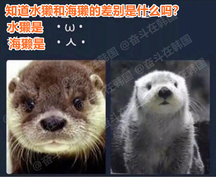 用颜文字来看区分水獭和海獭 ​​​ 海外新鲜事 热点现场 ​​​