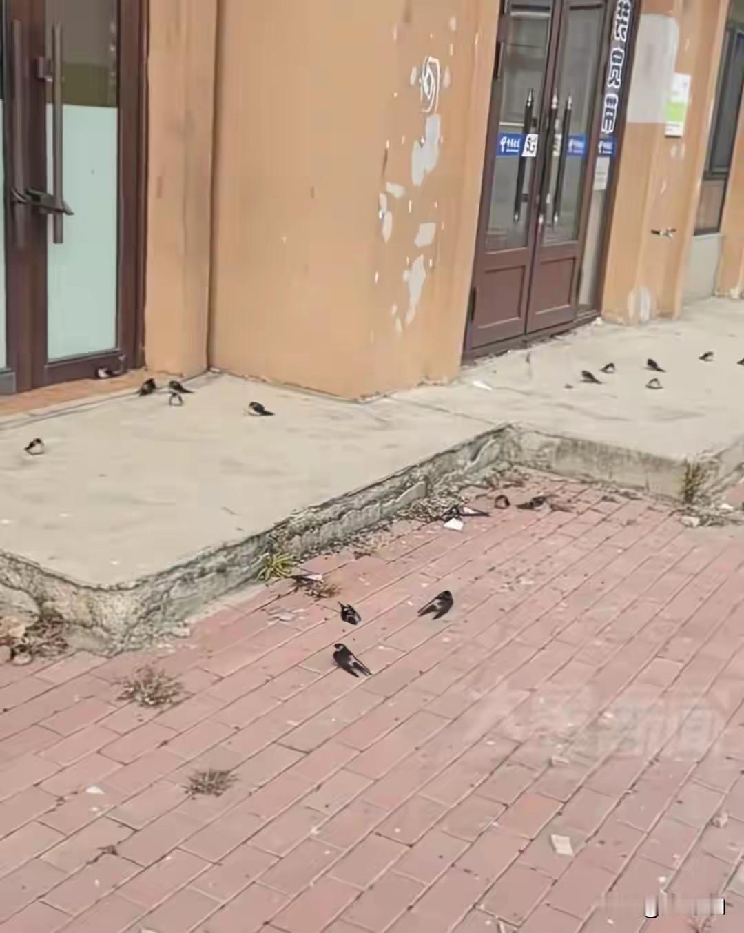 太可惜了:
黑龙江五常市突然降温，很多没飞走的小燕子被冻死了，真是可惜了，燕子是