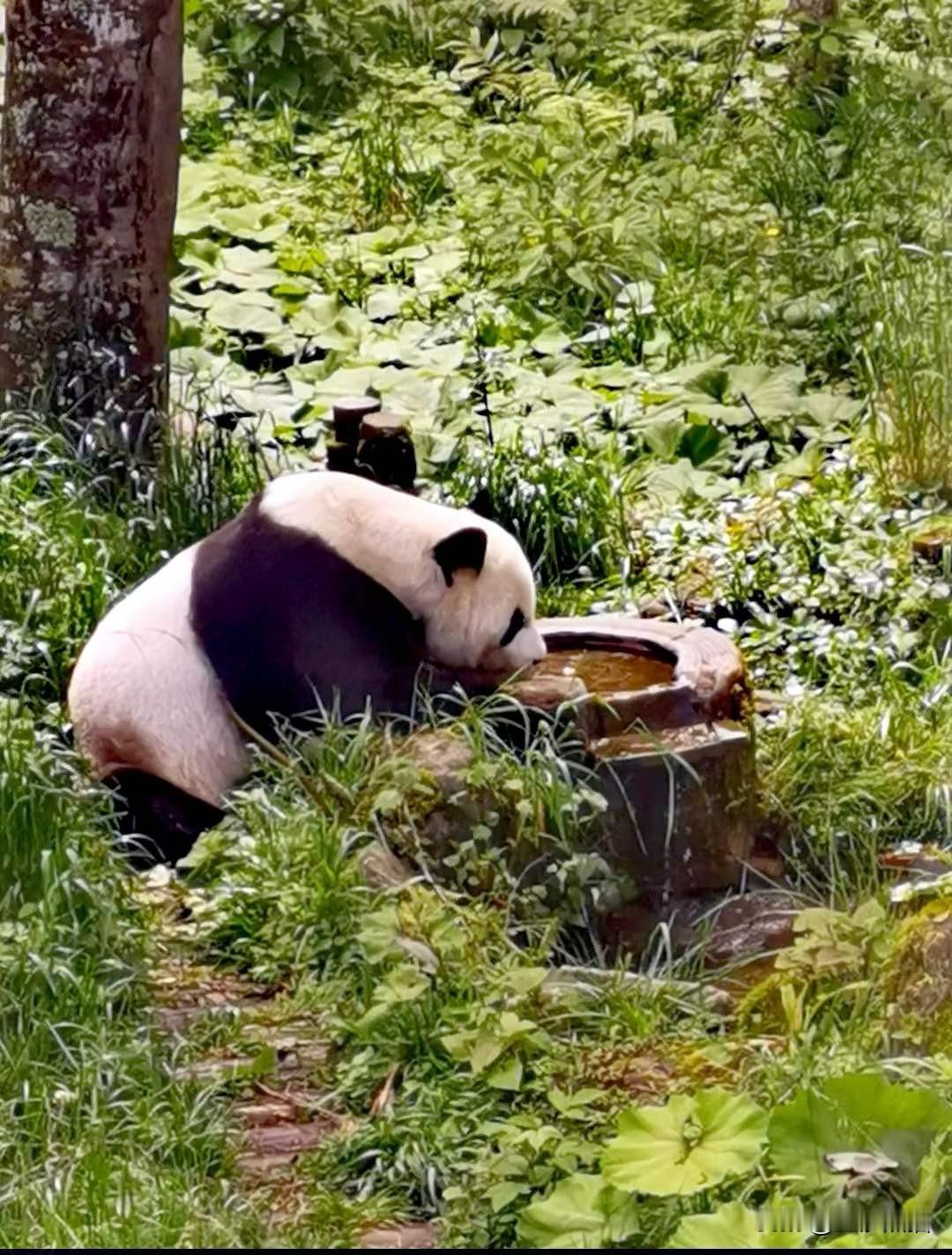 “宝兴“正如《诗经》所说:“宝藏兴焉”。有熊猫老家、红军万里长征翻大雪山并建根据