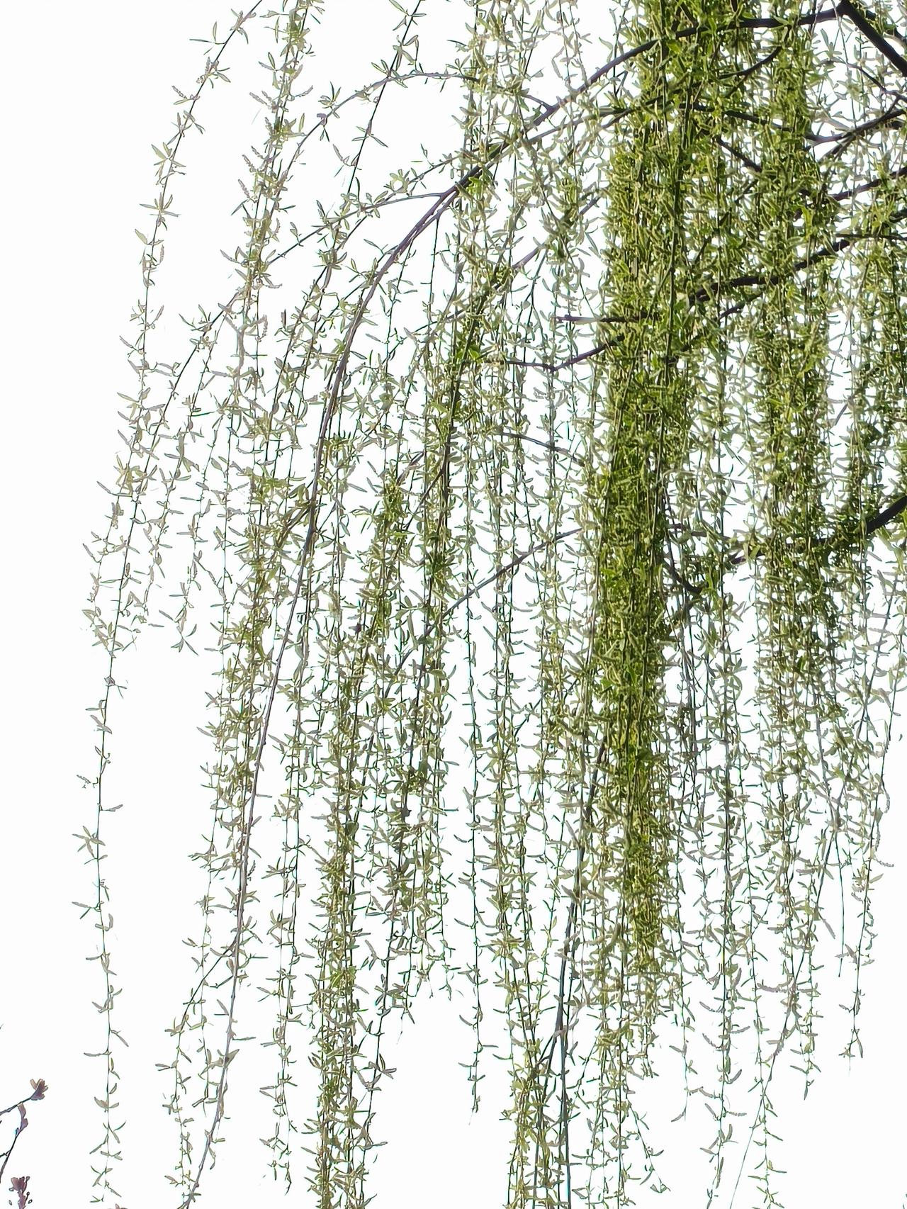 枝上飞雀闹，诚邀下联树下儿童跑！