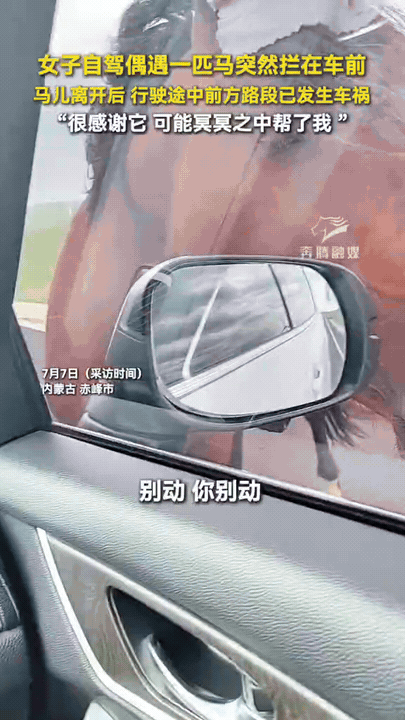 太有灵性了，内蒙古，一女子自驾时，一匹马突然出现拦在车前，她赶紧停下车，等马离开