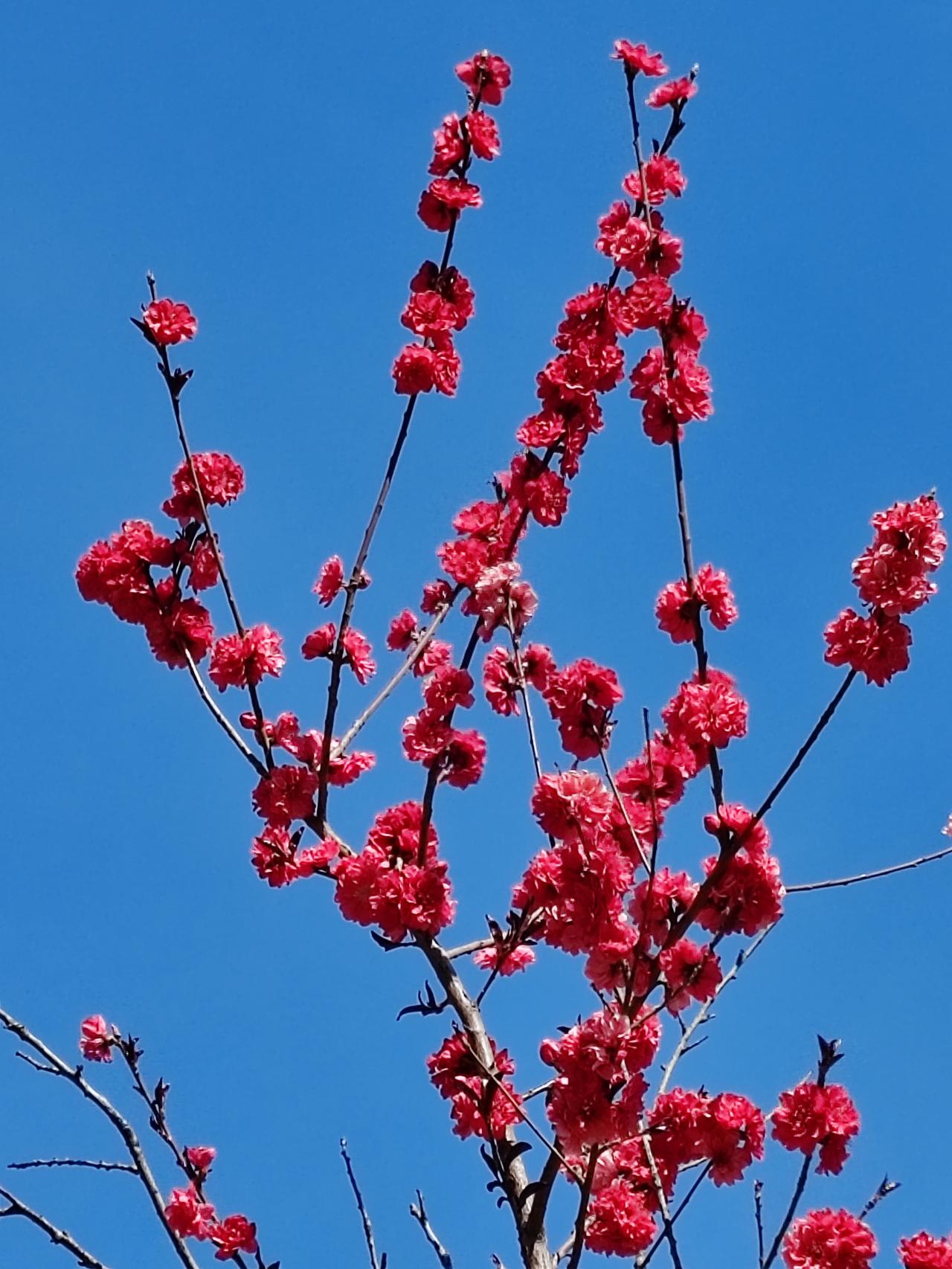 上联:溪边杨柳绿，邀请对下联:窗前桃花红