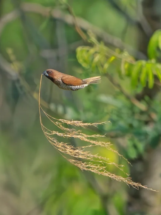 小鸟向你抛来橄榄枝  快接住！