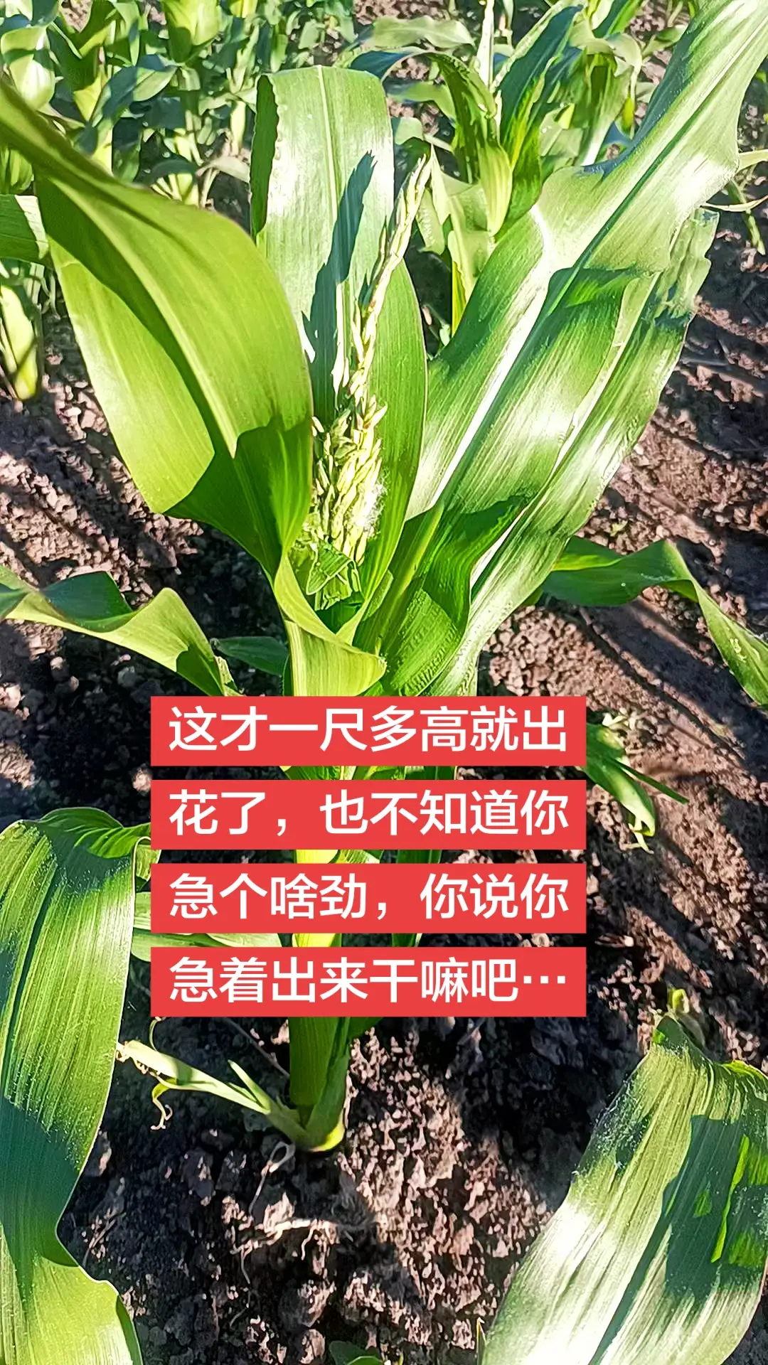 火山拍作品分10万