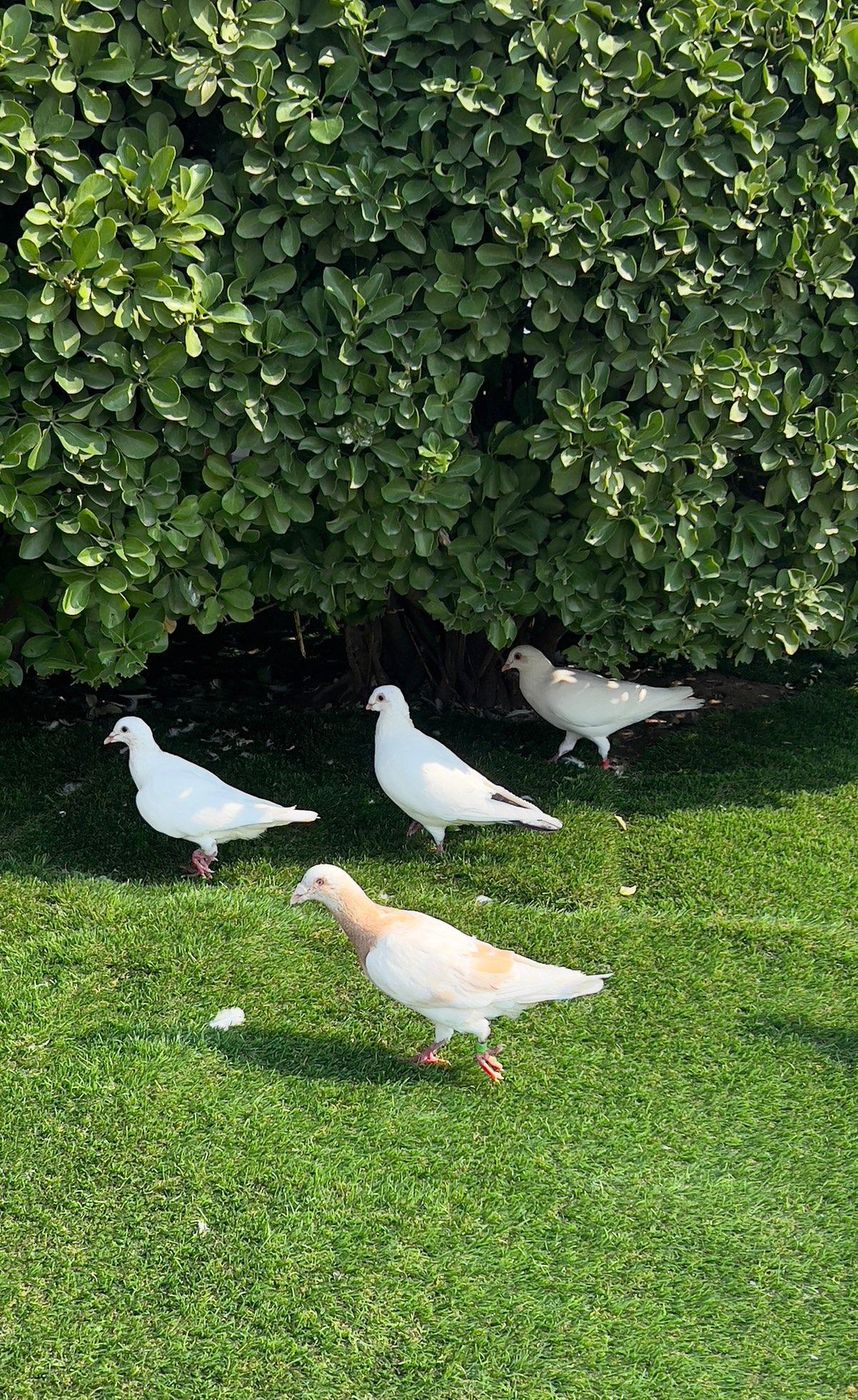 悠闲的午后，我在公园里游玩，看到几只鸽子在绿树荫下、绿草地上悠闲地散步，悠闲自在