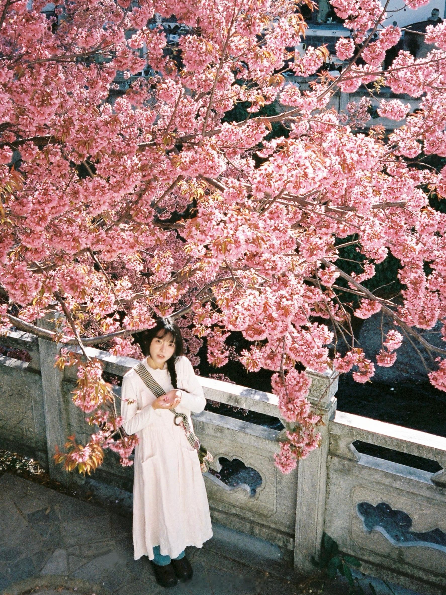 镜头里的春和景明🌸 