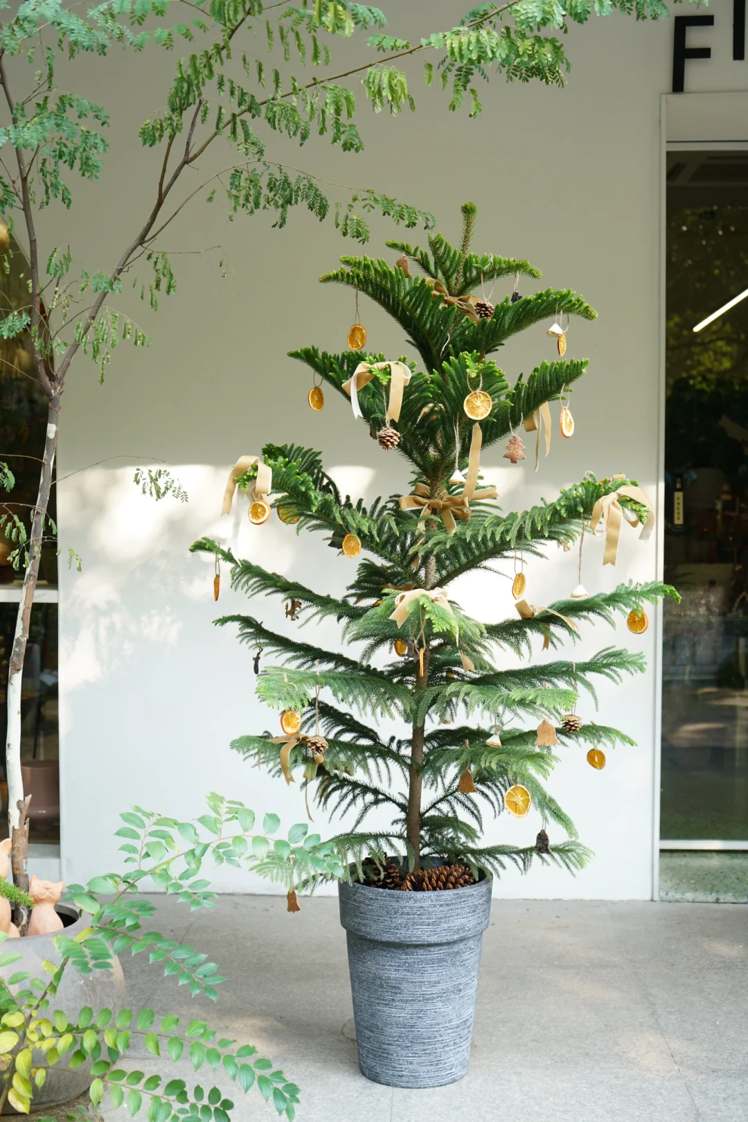 用南洋杉装点了一棵圣诞树🎄