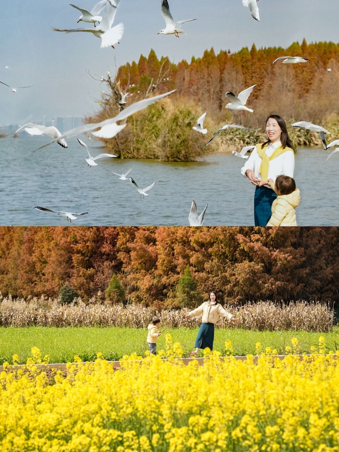 在昆明，找到没人又能喂海鸥看油菜花宝藏地