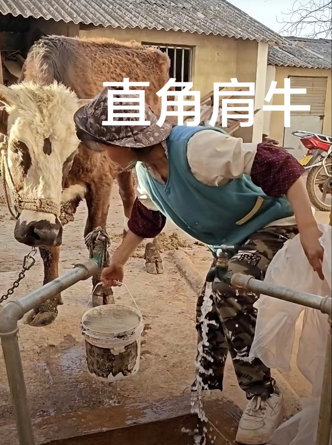 #小英家的牛#：吃又吃不饱，饿又饿不死[汗] ​​​