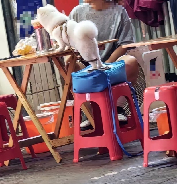 【南宁一门店有人把宠物狗放在桌台上】7月14日，网友爆料称：广西南宁的一个门店有