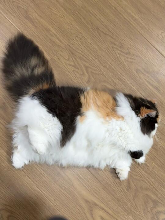 以防你没有见过板凳猫